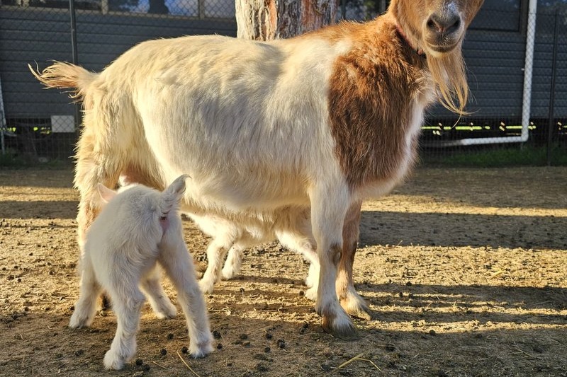 Springtime at the ASC Mini Farm