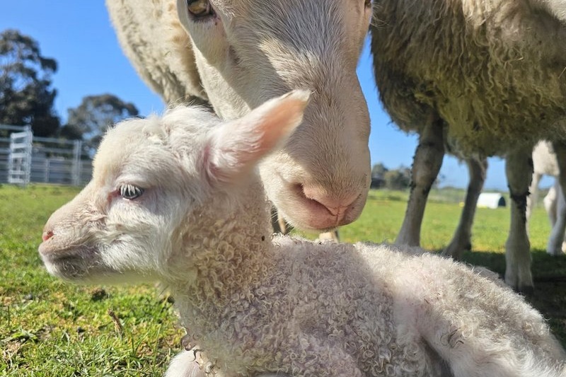 Springtime at the ASC Mini Farm