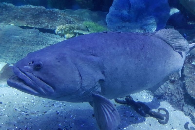 Year 7 Excursion to the Melbourne Aquarium