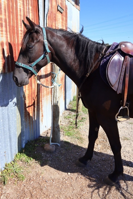 Equestrian Program Back in Action