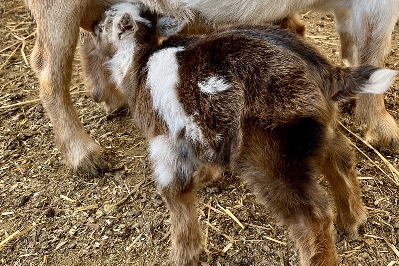 Welcome to the world, goat kids