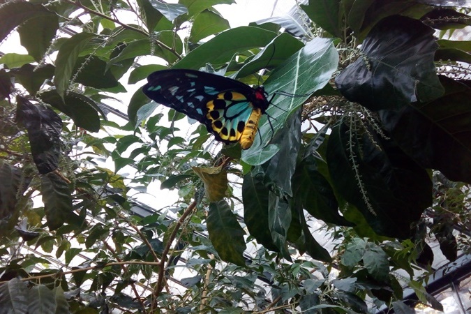 Year 5G: Melbourne Zoo Excursion