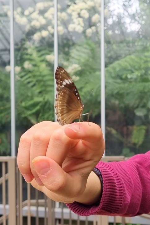 Year 7 and 8 Girls: Melbourne Zoo Excursion