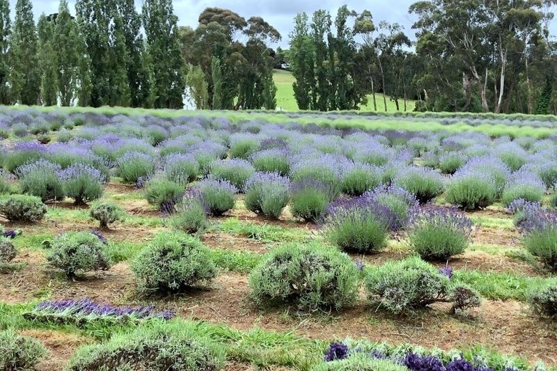 Year 3 and 4 Dojo Redemption: Lavender Farm