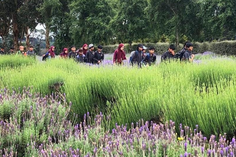 Year 3 and 4 Dojo Redemption: Lavender Farm