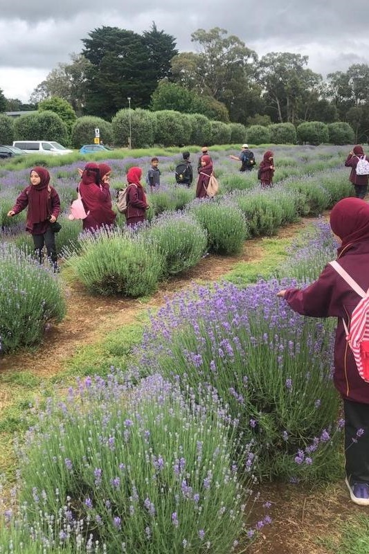 Year 3 and 4 Dojo Redemption: Lavender Farm