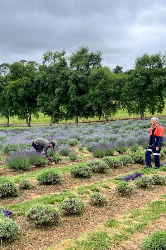 Year 3 and 4 Dojo Redemption: Lavender Farm