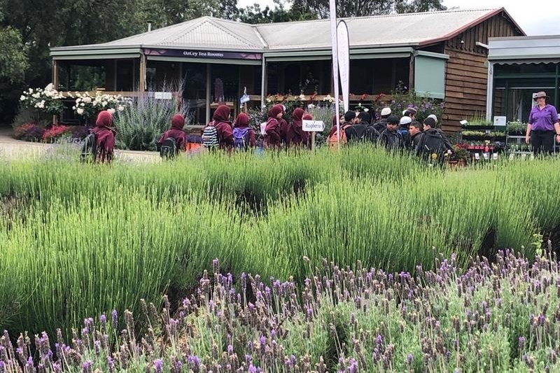 Year 3 and 4 Dojo Redemption: Lavender Farm