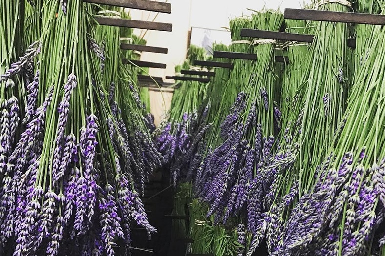 Year 3 and 4 Dojo Redemption: Lavender Farm
