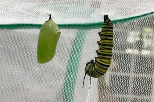 Year 3: From Caterpillars to Butterflies