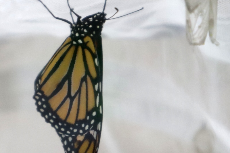 Year 3: From Caterpillars to Butterflies