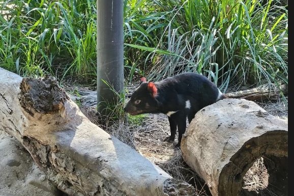 Year 9 Science Excursion to Healesville Sanctuary