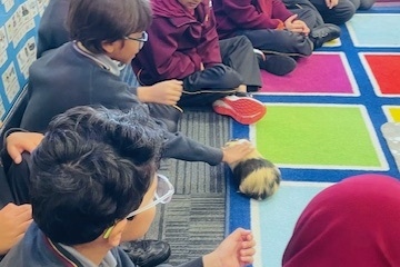 New Farm Arrivals: Welcome our new Guinea Pigs