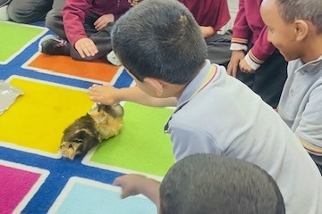 New Farm Arrivals: Welcome our new Guinea Pigs