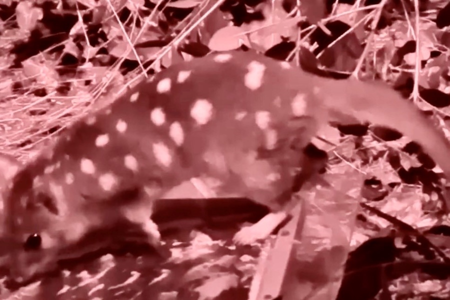 Unit 1 & 2 Biology: Healesville Sanctuary Excursion