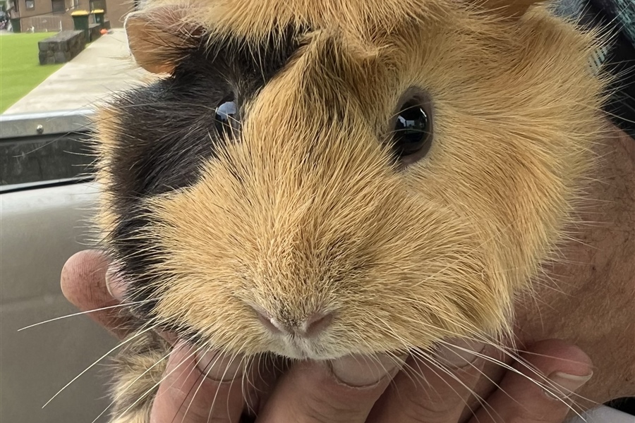 New Farm Arrivals: Welcome our new Guinea Pigs