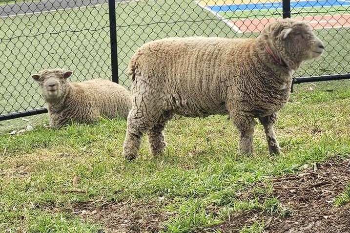 Our Babydoll Sheep Have a New Home