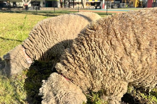 Our Babydoll Sheep Have a New Home
