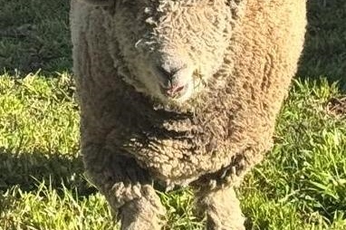 Our Babydoll Sheep Have a New Home