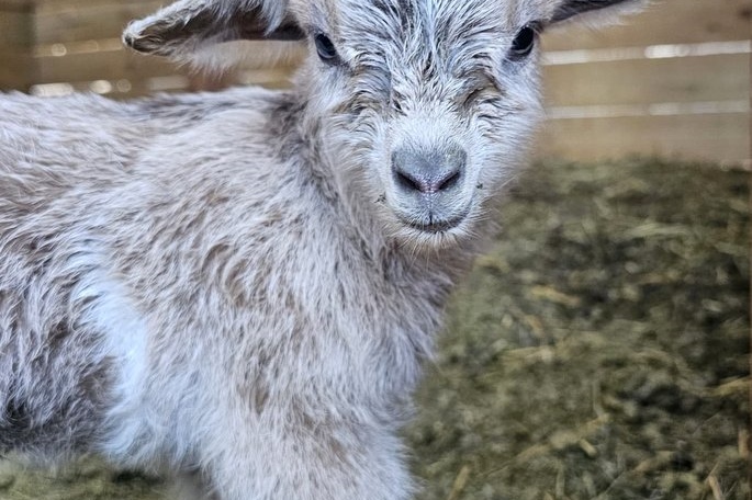 New Kids on the Block at the ASC Farm