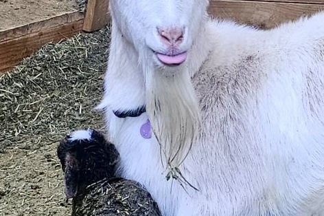 New Kids on the Block at the ASC Farm