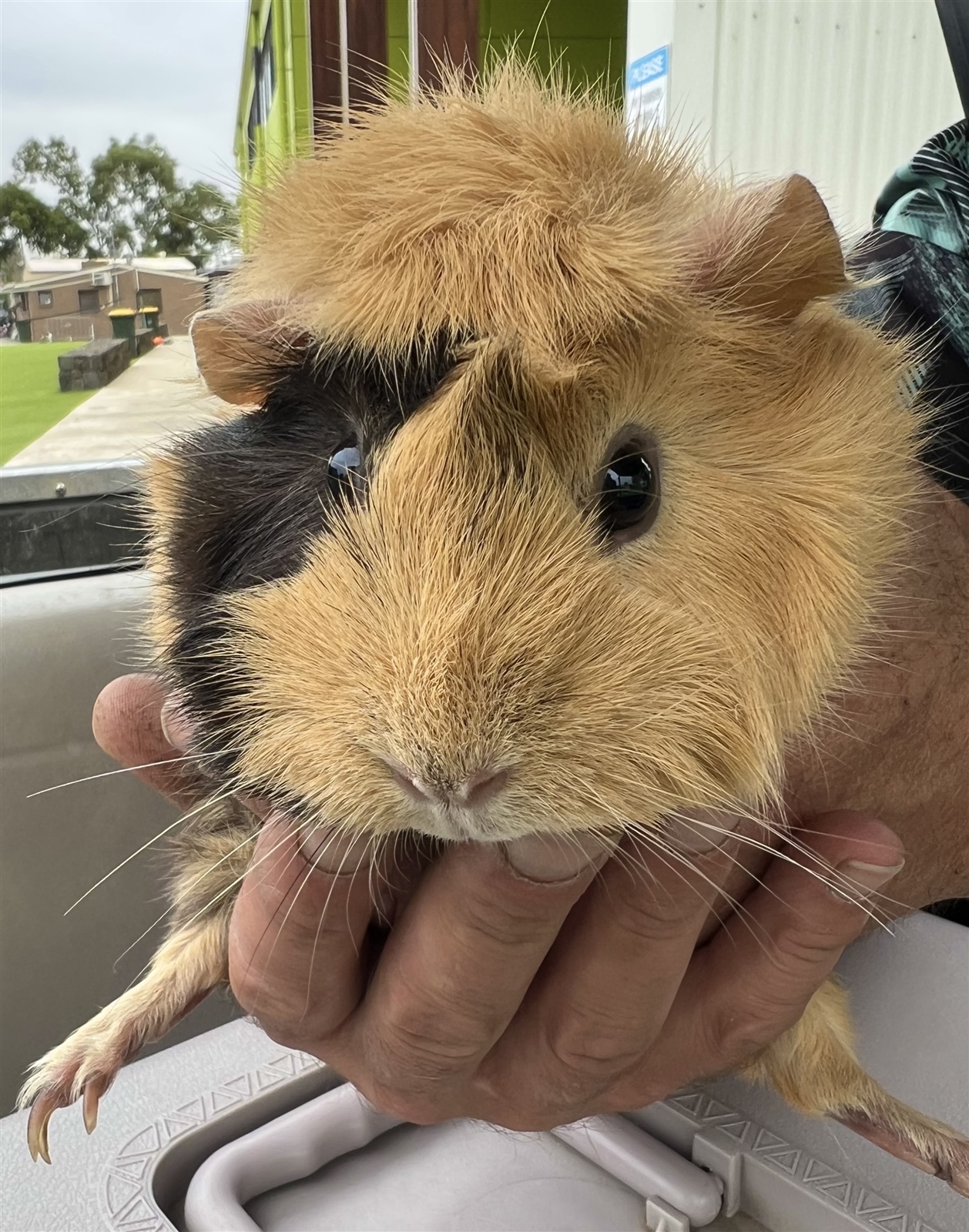 New Farm Arrivals: Welcome our new Guinea Pigs