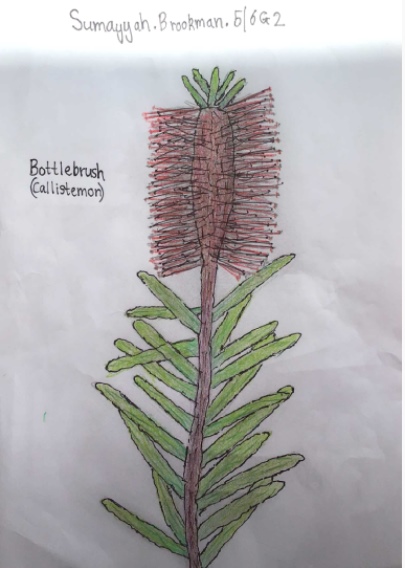 Australian Native Plant Drawings