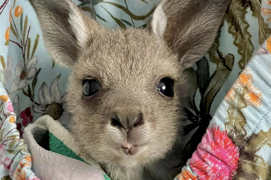 31 Oct: Wildlife Rescue Training in Wollert