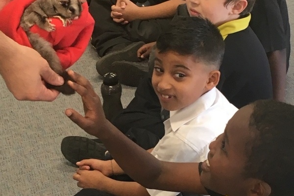 Year 3 Incursion: Reptile Encounters