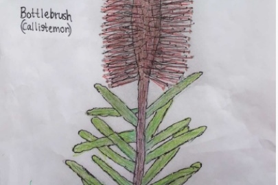 Australian Native Plant Drawings