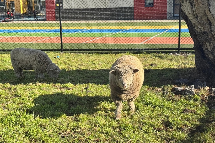 Our Babydoll Sheep Have a New Home