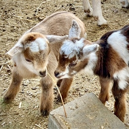 New baby goats born to our ASC Farm
