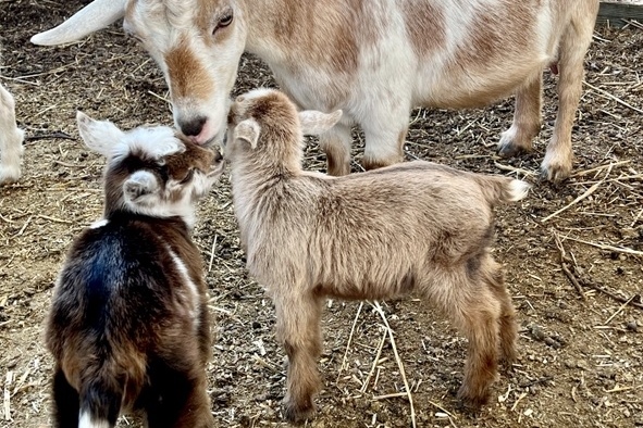 New baby goats born to our ASC Farm