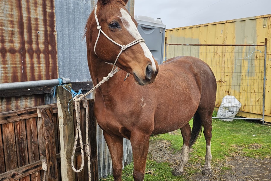 Welcome “Pandora” to the Al Siraat Mini Farm