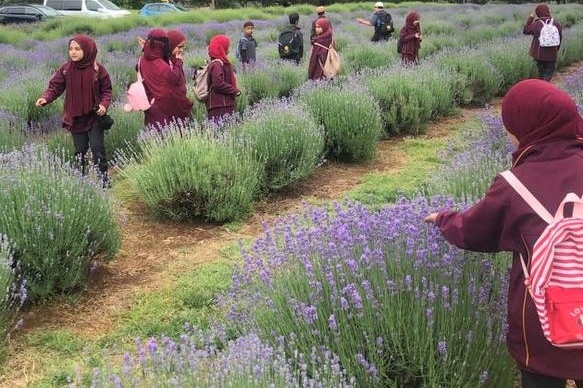 Year 3 & 4 Dojo Redemption Excursion: Lavender Farm