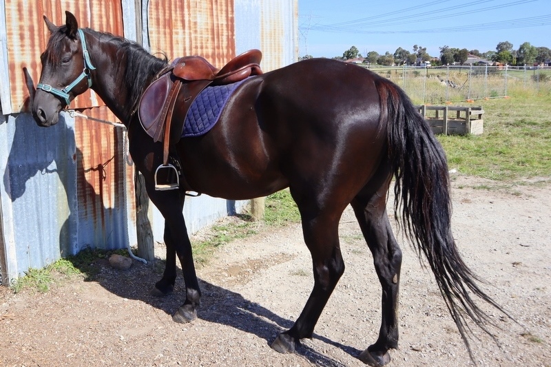 Horse Riding Lessons Available