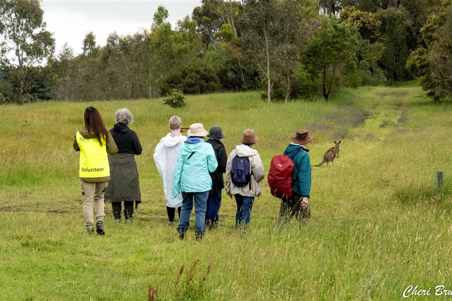 7 Dec: Nature Walks: Exploring Plenty River Gorge