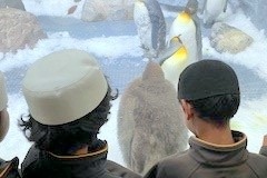 Year 4 Excursion: Sea Life Aquarium