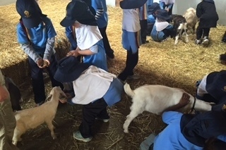 Foundation Excursion to Bundoora Farm