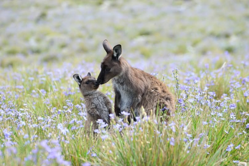 World Kangaroo Day Writing Competition: Your Story, Their World