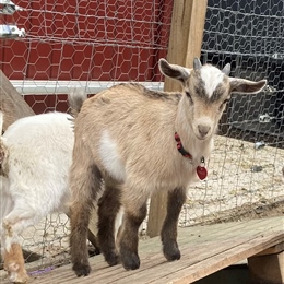 ASC Farm: Baby Goat Names Announced