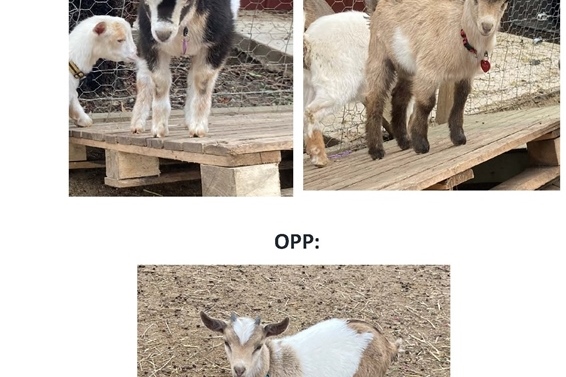 ASC Farm: Baby Goat Names Announced