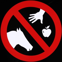 Equestrian Program: DO NOT FEED THE HORSES