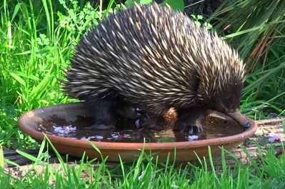 Beat the Heat: Helping Wildlife and Pets This Summer