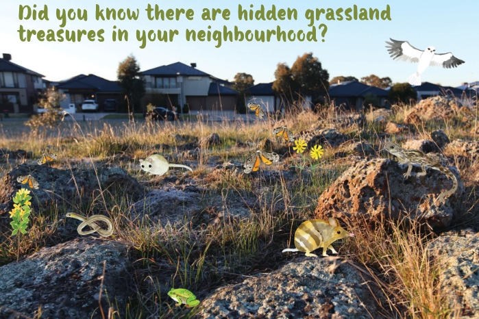 27 July: Epping Grassland Guardians Sunday Ramble