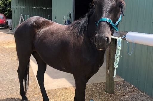 Equestrian Program: Welcome 