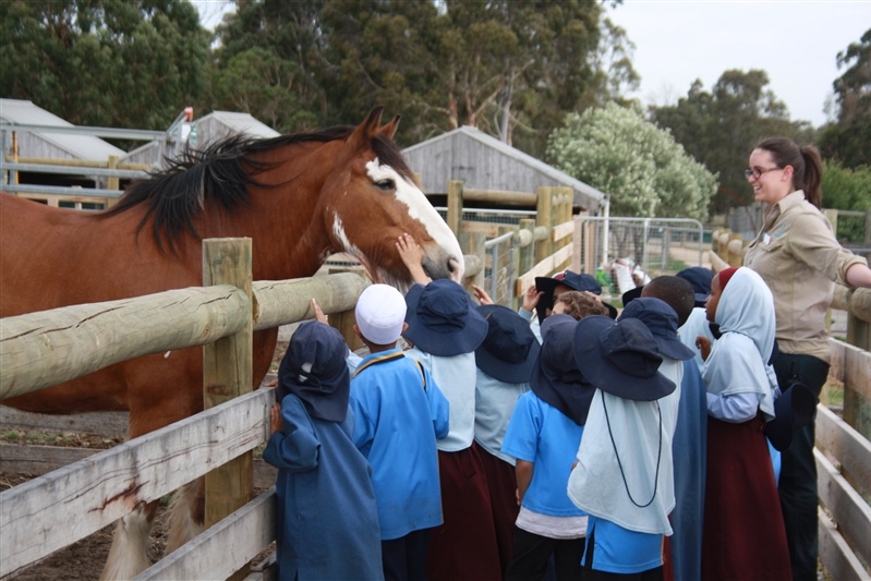 Year 1 Excursion to Bundoora Farm