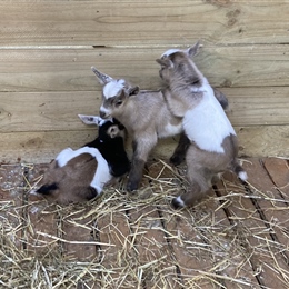 Farm update: Help us name our 3 new baby goats
