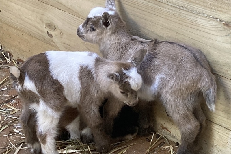 Farm update: Help us name our 3 new baby goats