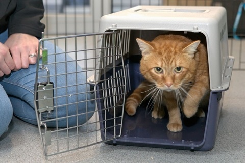 Council’s FREE Stray Cat Desexing Program